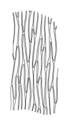 Rhynchostegium tenuifolium, upper laminal cells of branch leaf. Drawn from A.J. Fife 9460, CHR 468066.
 Image: R.C. Wagstaff © Landcare Research 2019 CC BY 3.0 NZ